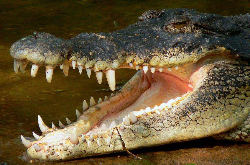 paleodirect.com