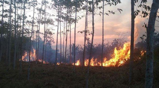 Bencana Kebakaran Hutan Hantui Tiga Kecamatan di Selatan Sukabumi