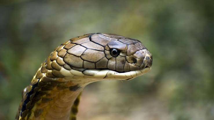 reptilepark.com.au