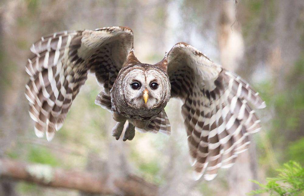 audubon.org