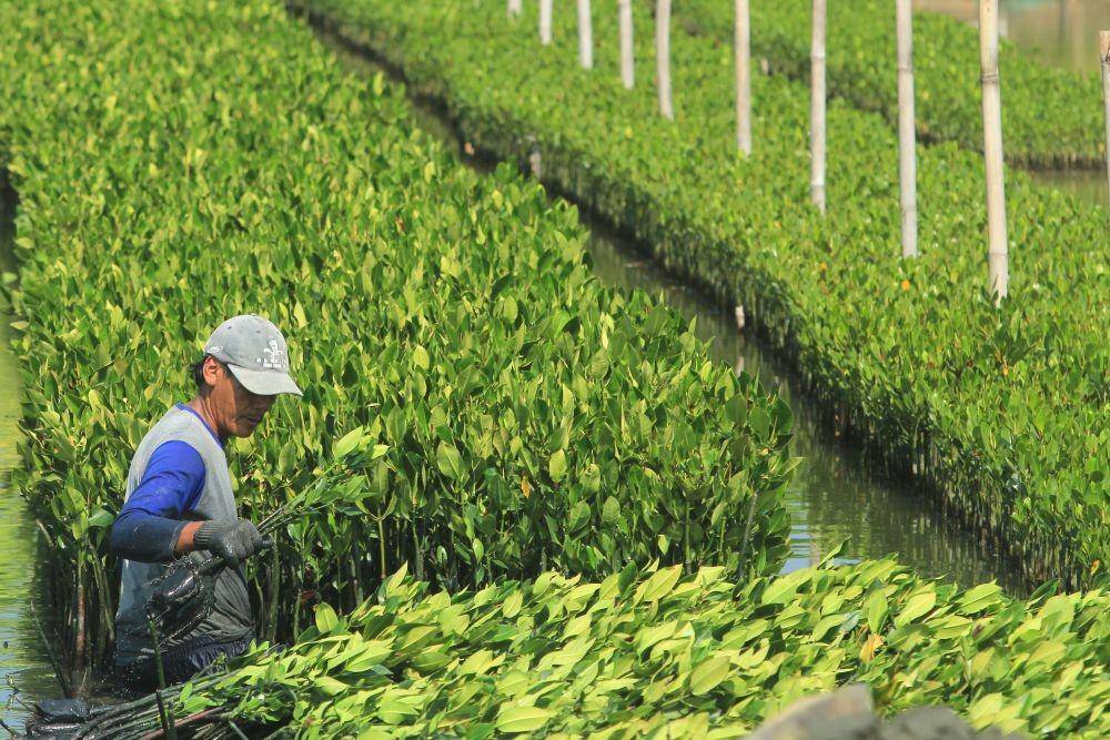 Ilustrasi kawasan mangrove (ANTARA FOTO/Dedhez Anggara)