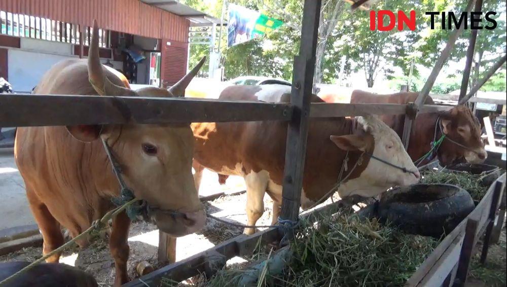 Penjualan Sapi Kurban di Balikpapan Tahun Ini Diprediksi Menurun
