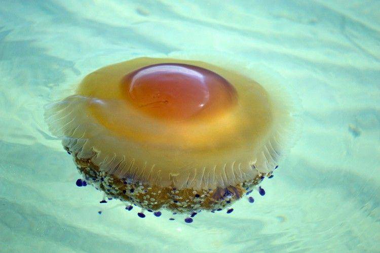 featuredcreature.com