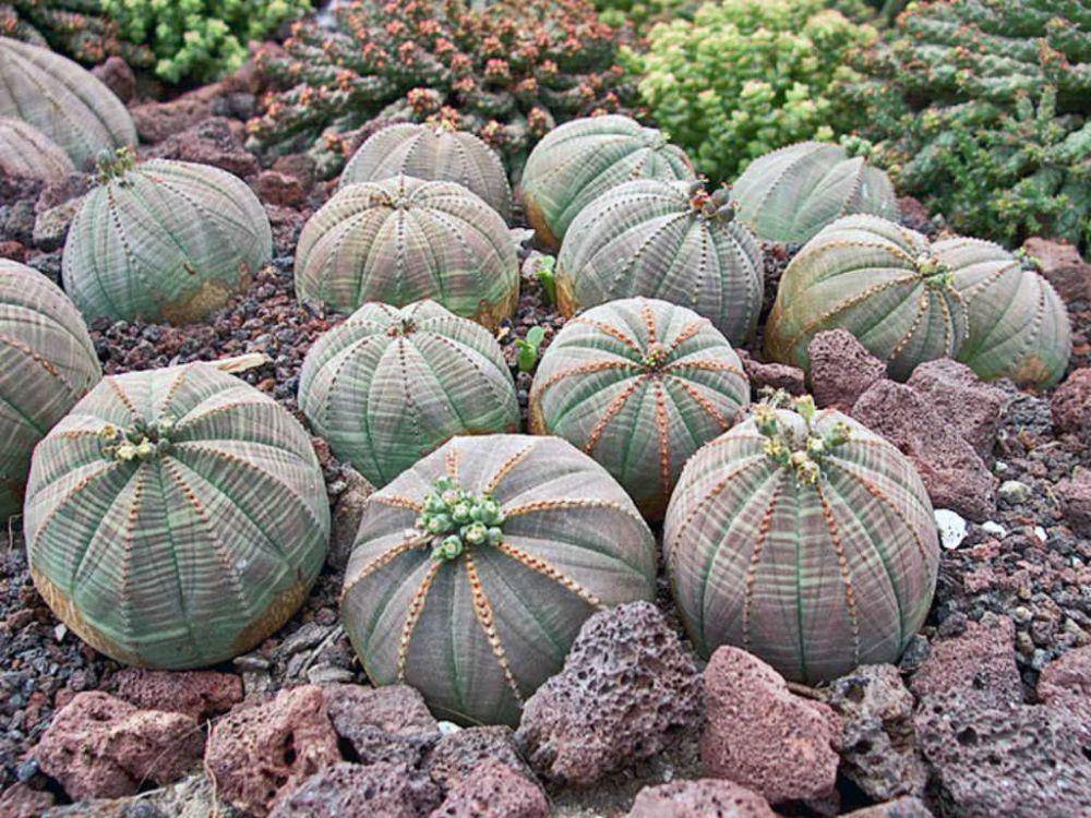worldofsucculents.com