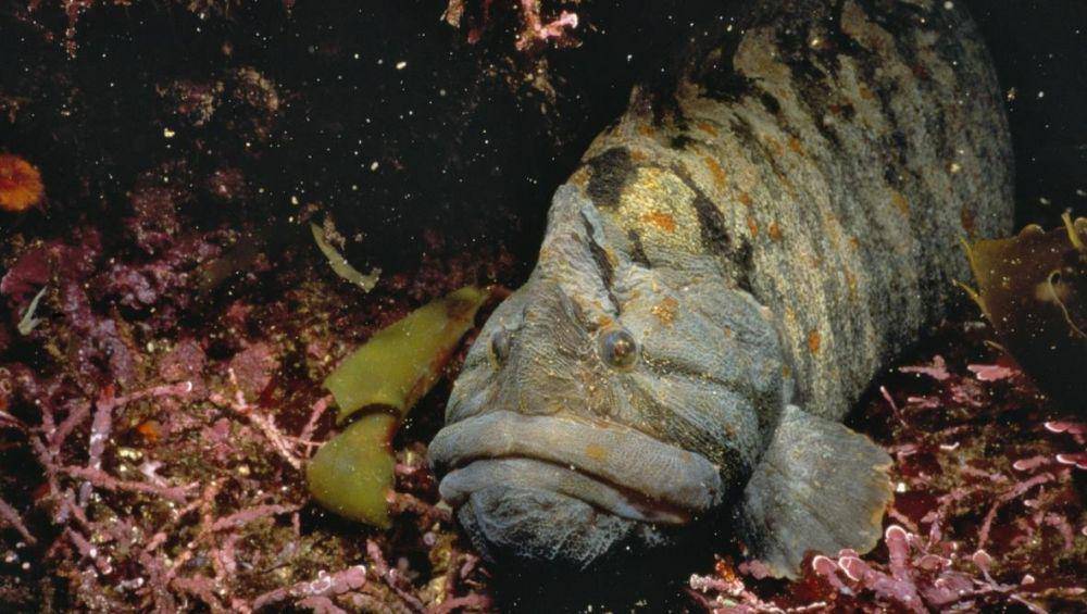 montereybayaquarium.org