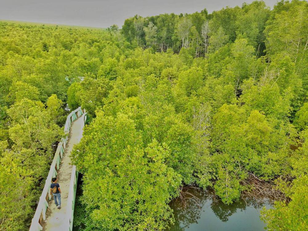 5 Fakta Hutan Bakau Langsa, Cocok Jadi Destinasi Ekoturisme