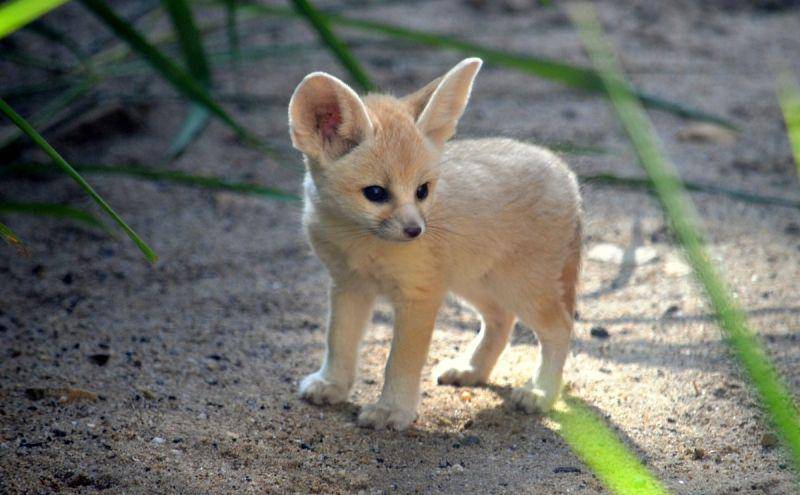 zooborns.com