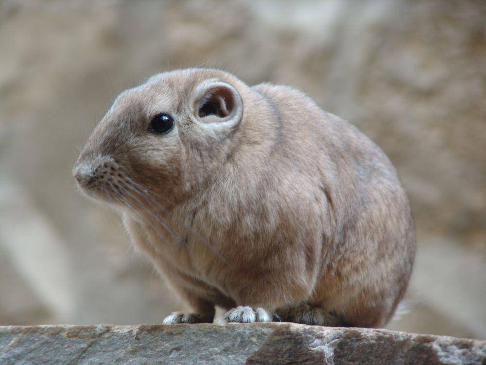 zoochat.com