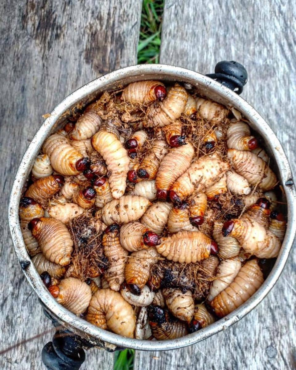 10 Kuliner Ekstrem Khas Indonesia, Kamu Sudah Makan yang Mana?