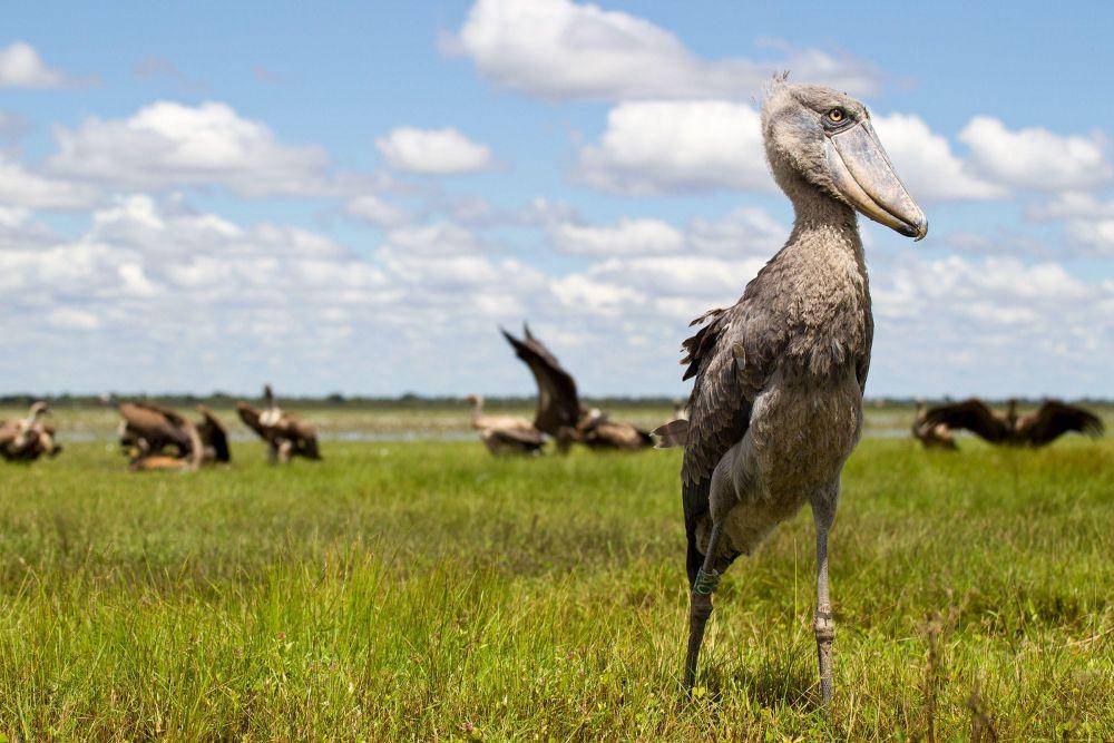audubon.org