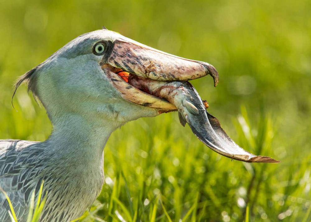 justbirding.com