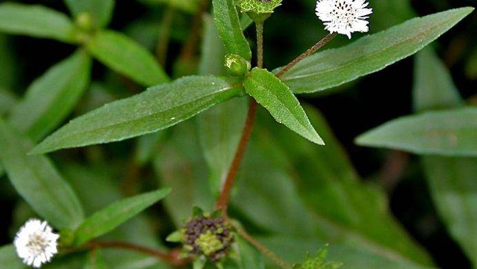 faunadanflora.com