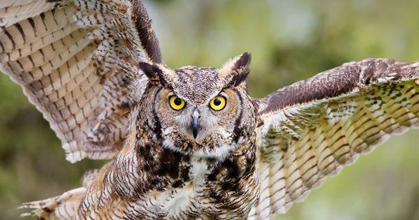 5 Fakta Menarik Burung Hantu dengan Struktur Tubuhnya yang Unik