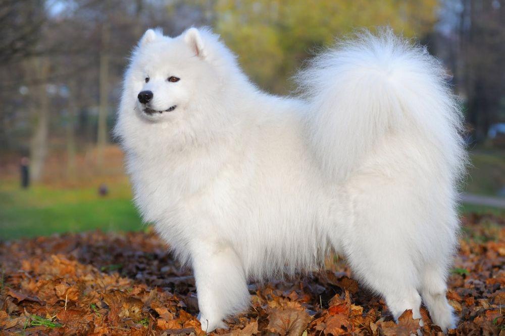 Fakta Anjing Samoyed yang Berbulu Putih Seperti Awan dan Mahal