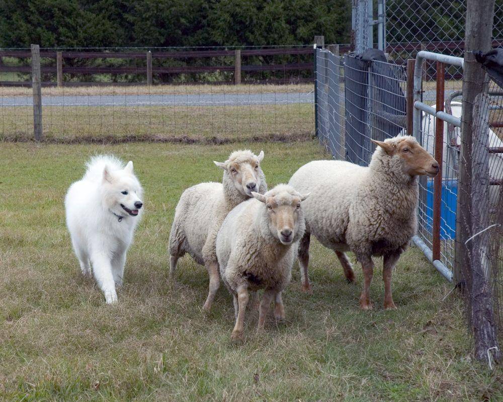 samoyedclubofamerica.org