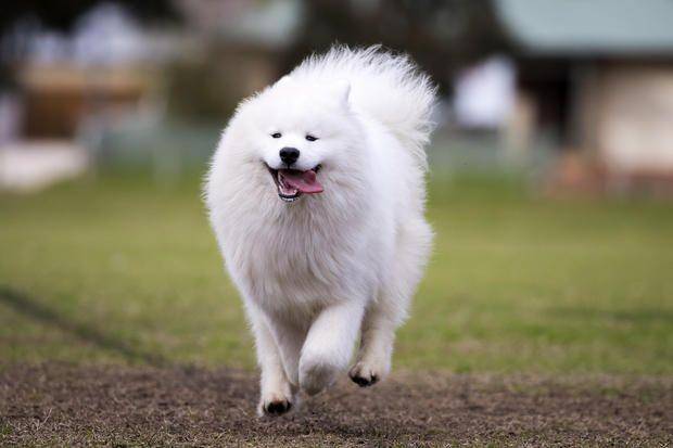 mypetworld.in