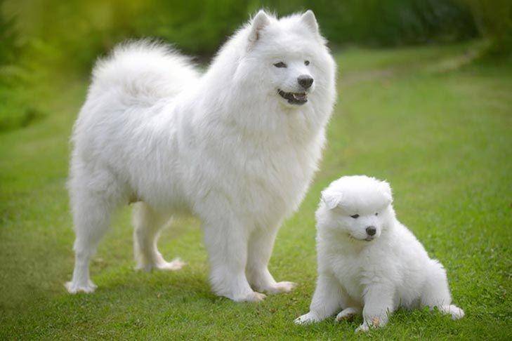 akc.org