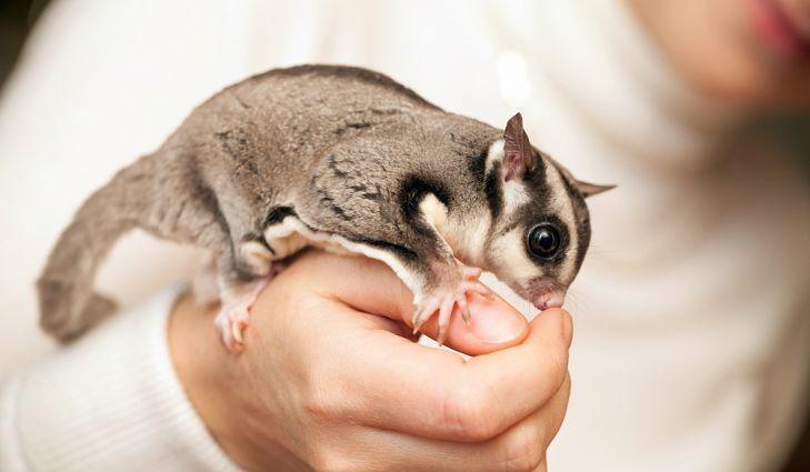 5 Cara Memelihara dan Merawat Sugar Glider bagi Pemula