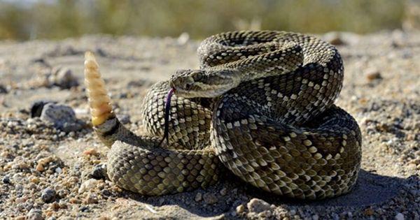 5 Fakta Ular Derik, Predator dengan Racun Paling Berbahaya