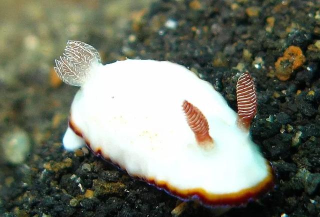 5 Fakta Kelinci Laut, Si Mungil yang Senang Hidup di Dasar Air