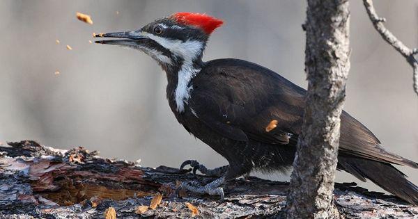 5 Fakta Burung Pelatuk, Hewan dengan Lidah yang Sangat Panjang!