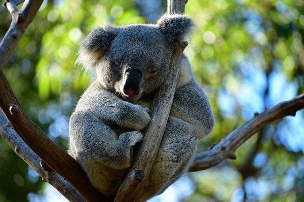 Selain Koala, 5 Hewan Ini Juga Punya Hobi Tidur Sepanjang Hari