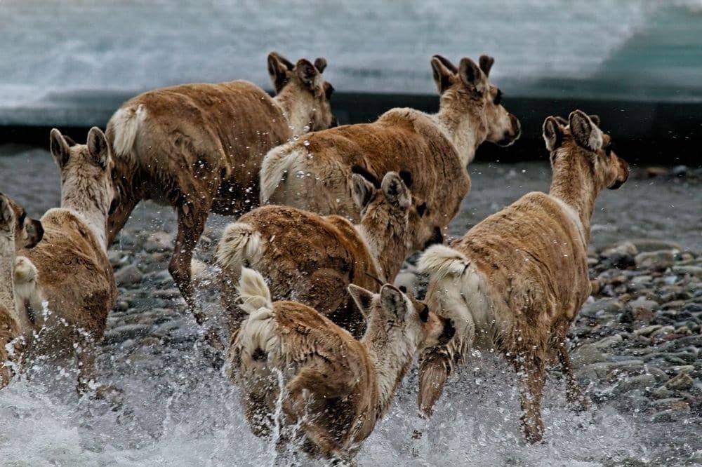 8 Spot Animal-Watching Terbaik di Dunia, Harus Mampir Barang Sekali