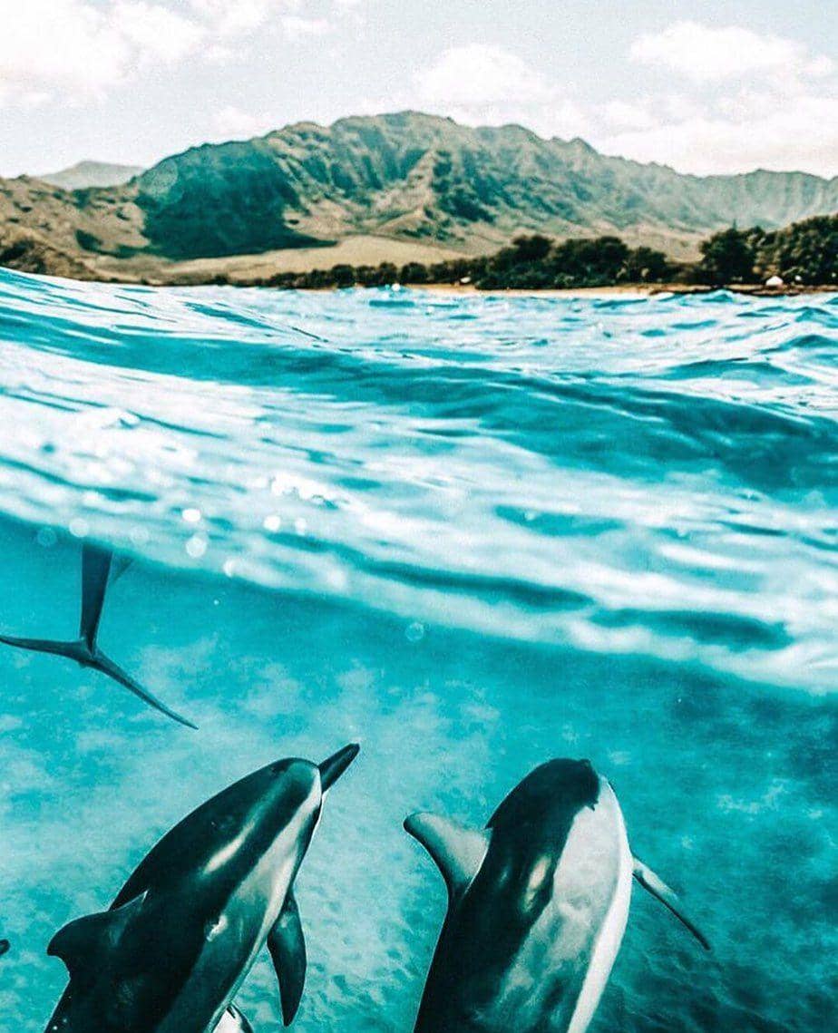 instagram.com/hawaiitag