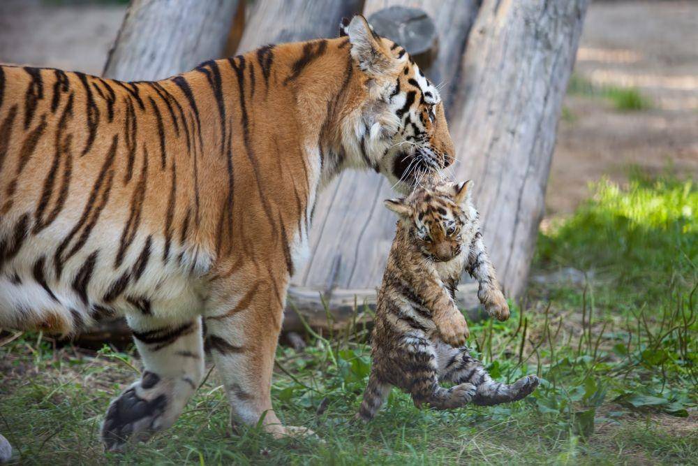 tigerfdn.com