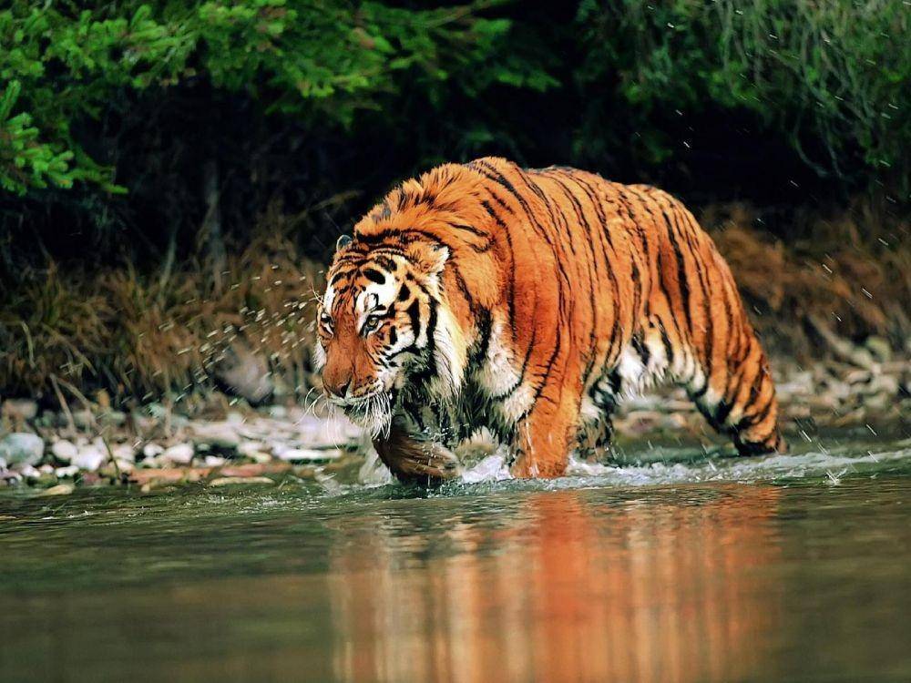 animalfacts-pictures.blogspot.com