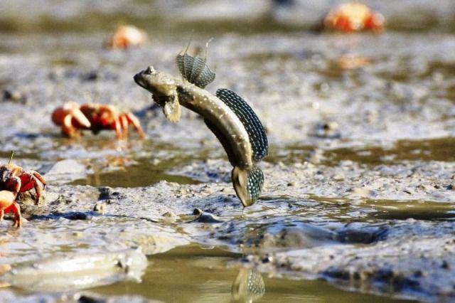 8 Ikan Ini Ternyata Mampu Memangsa Hewan Darat