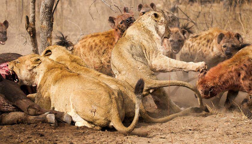 roaring.earth