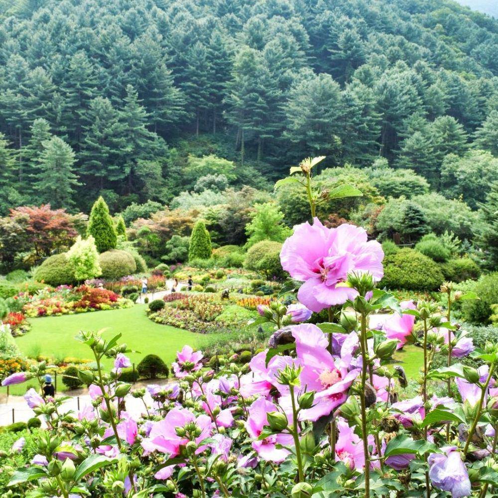 instagram.com/morningcalm_garden