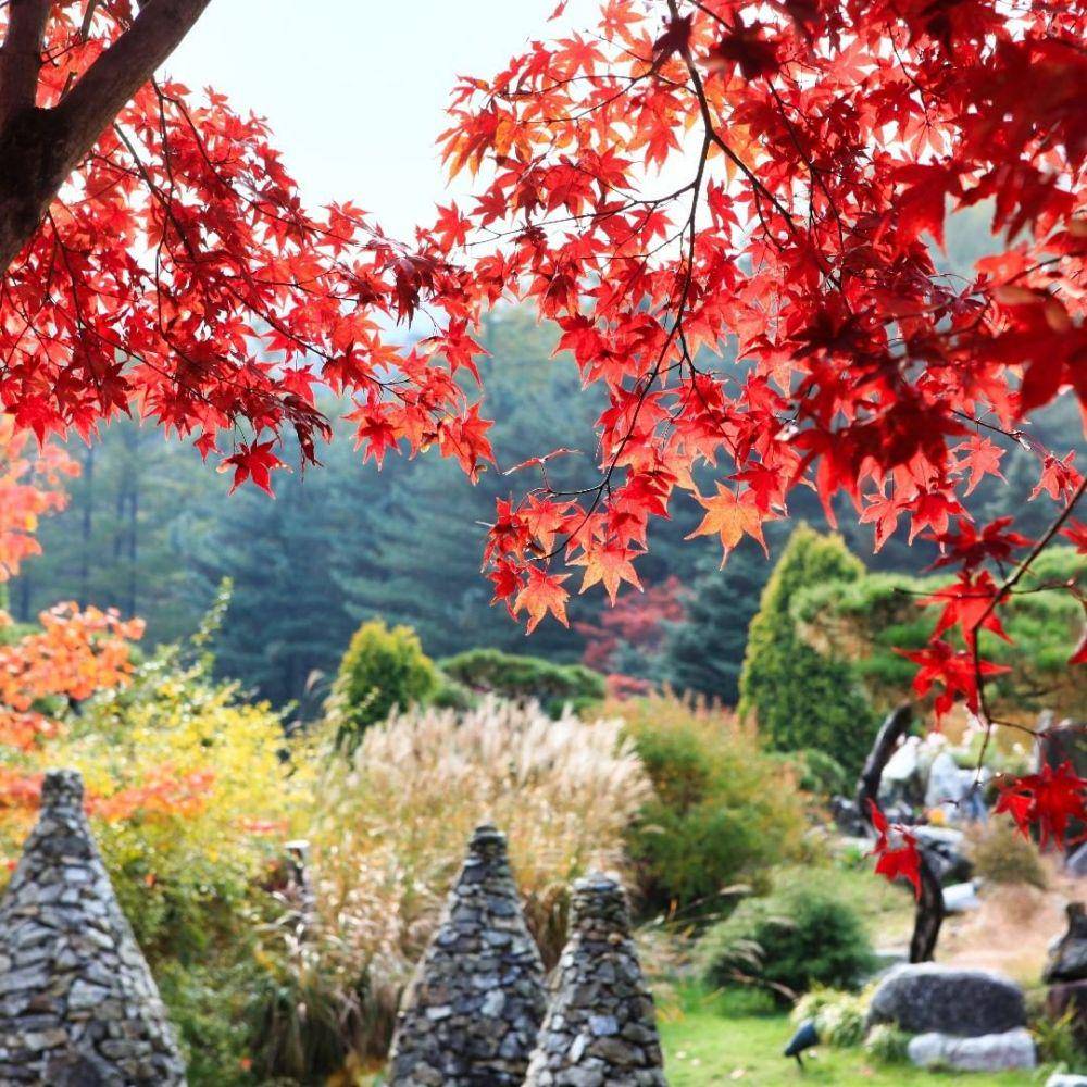 instagram.com/morningcalm_garden
