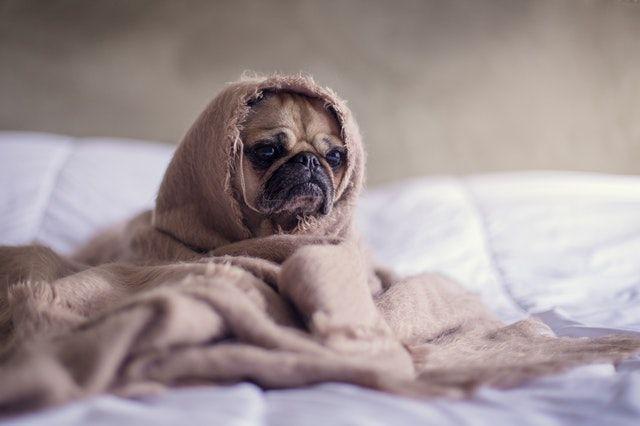 7 Tanda Anjing Mengalami Depresi, Waspada