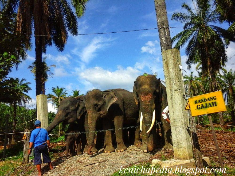 Tidak Hanya Harimau, Gajah Liar Juga Keluar Hutan TNGL