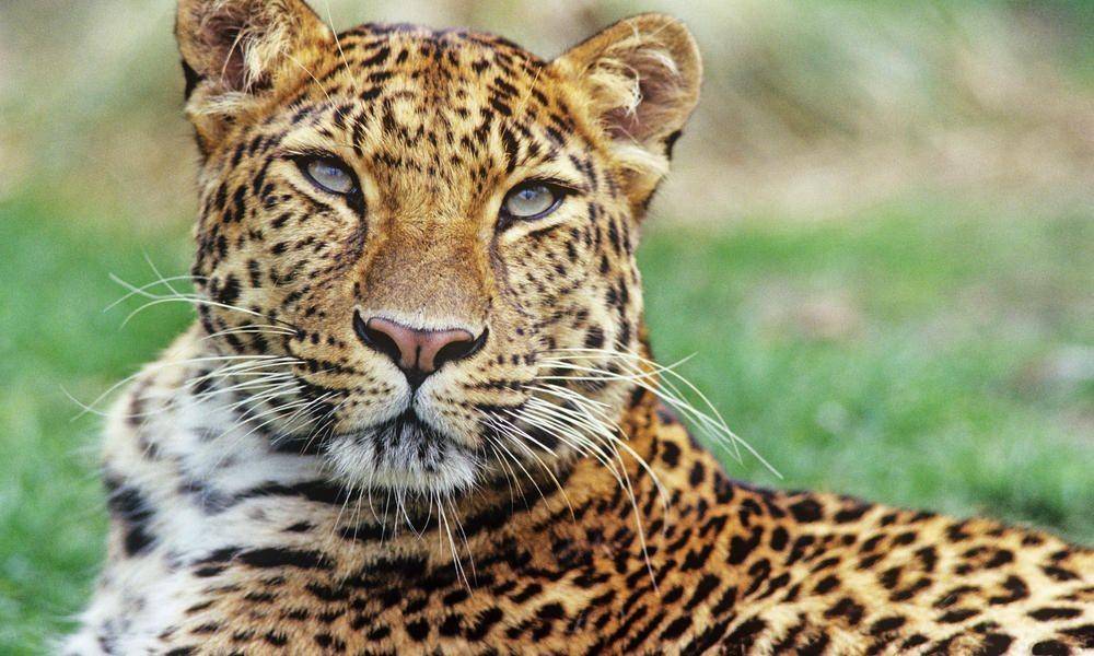 worldwildlife.org