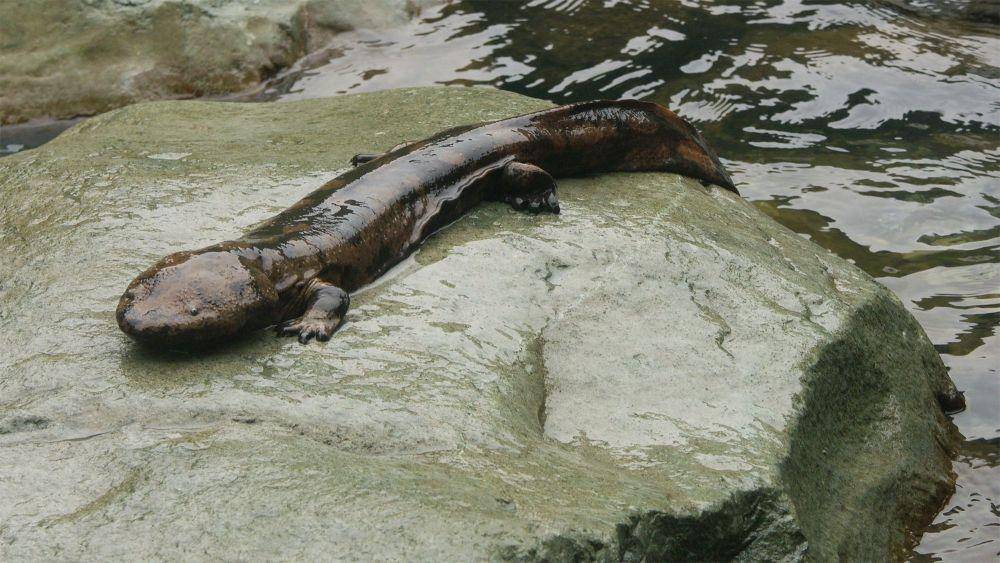 zsl.org
