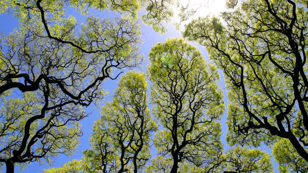 Fakta Crown Shyness, Fenomena Unik dari Kehidupan Para Pohon
