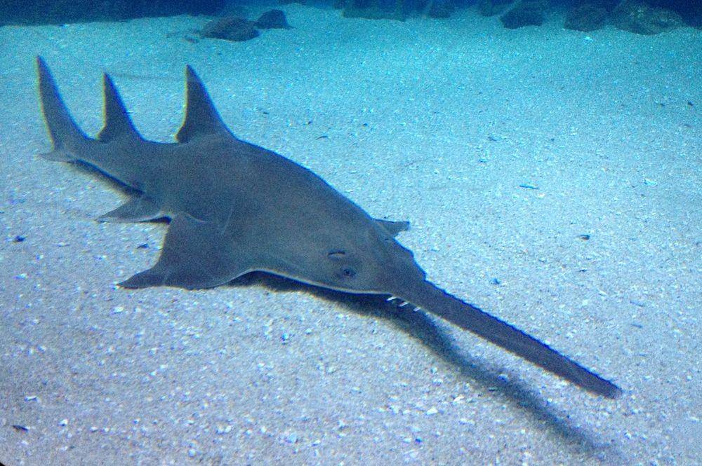 fishesofaustralia.net.au