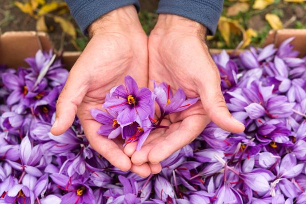 5 Kegunaan Bunga Saffron untuk Kecantikan, Cewek Wajib Tahu!