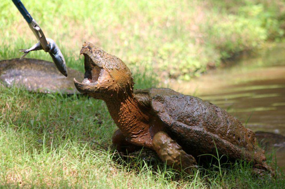caldwellzoo.org