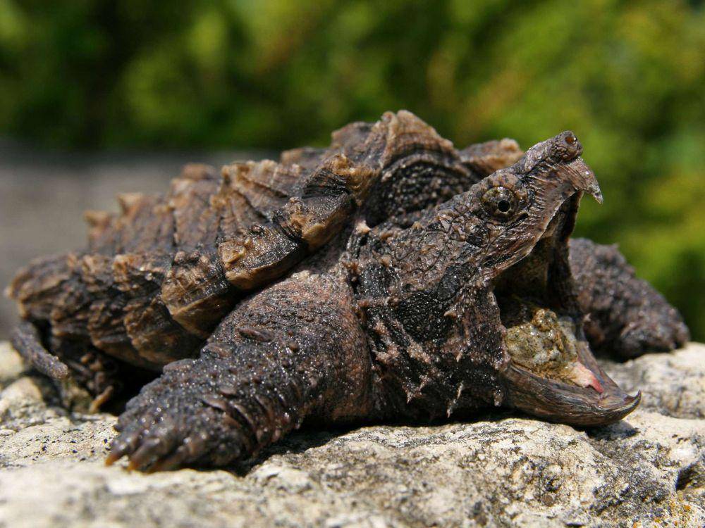 reptilepark.com.au