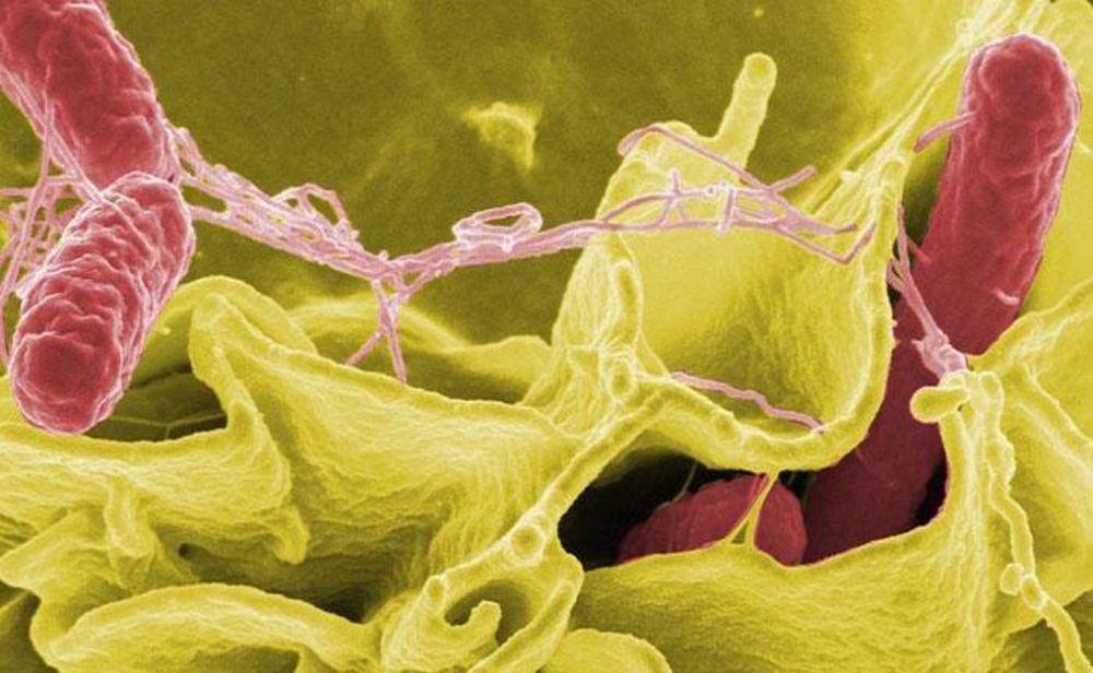 Bakteri Salmonella: Ini 7 Hal yang Perlu Kamu Ketahui tentangnya