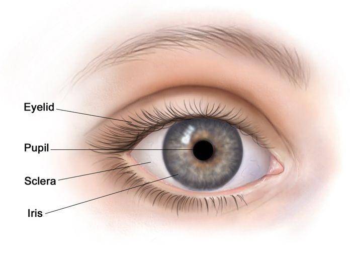 ilustrasi anatomi mata (perspectiveopticians.co.uk)