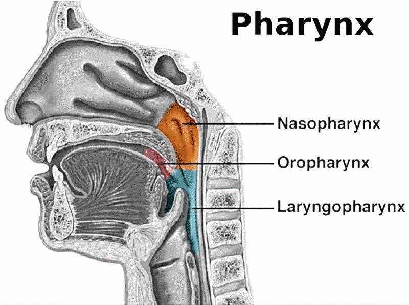 ilustrasi anatomi faring (knowyourbody.net)
