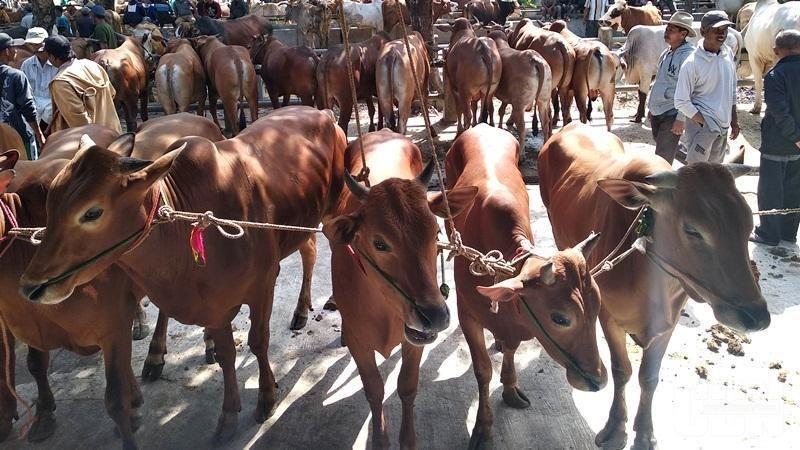 Riwayat Hewan Ternak Terdata, Banyuwangi Luncurkan Kartu e-Nak