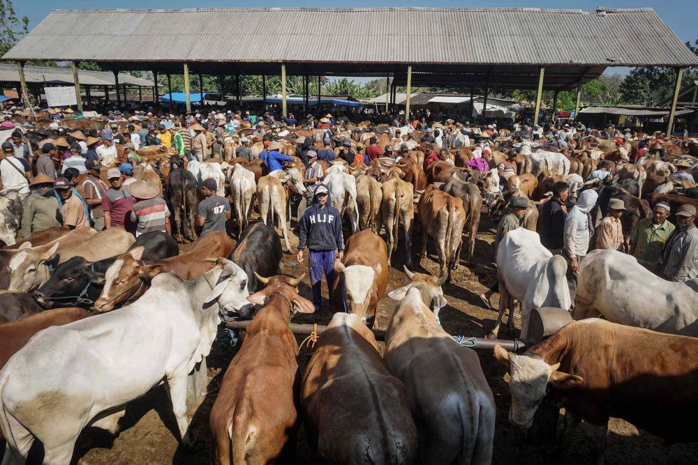 Pedagang Hewan Kurban di Tangsel Ngaku Penjualannya Lesu