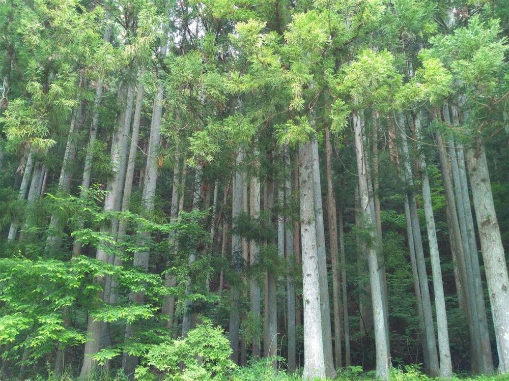 5 Fakta Hutan Aokigahara, Hutan Tempat Bunuh Diri di Jepang!