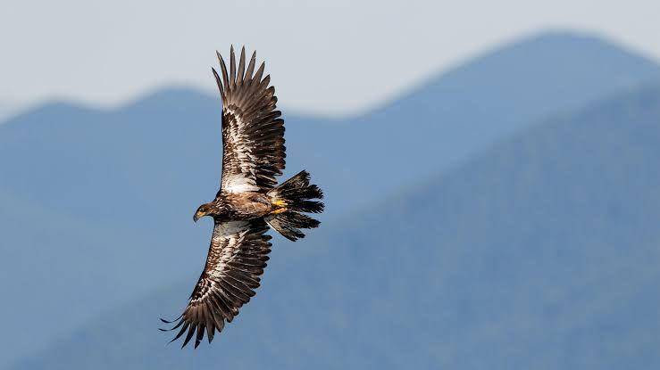 audubon.org